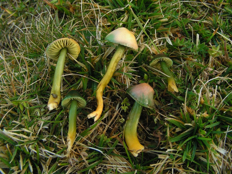 Viva le Hygrocybe!!!